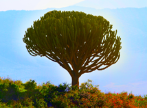 Африканское дерево