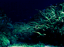 Aquarium02