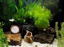 Aquarium Clock 05