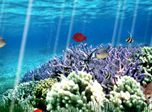 Coral Reef Ocean