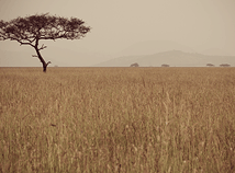 LonelyTree