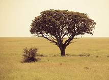 LonelyTree2