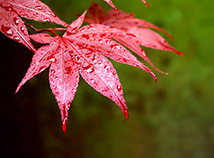 Красный осенний листок
