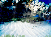 Коралы под водой